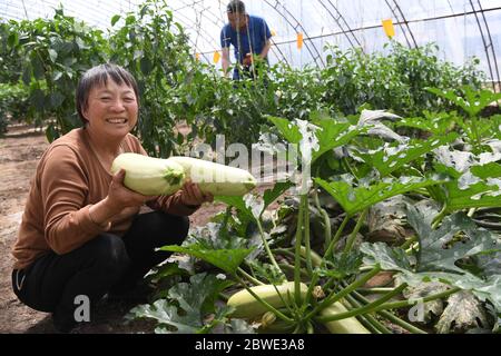 (200601) -- SHENMU, June 1, 2020 (Xinhua) -- A villager picks summer squash at Gechougou Village, Shenmu County of northwest China's Shaanxi Province, May 29, 2020. In 2003, Zhang Yinglong resigned his work and returned to his hometown Shenmu County, which located in an isolated desert. He contracted a land of 192,000 Mu (about 12,800 hectares) and made up his mind to plant trees and control sands here. Over the 17 years, Zhang has contracted accumulated 428,000 Mu (about 28,533 hectares) of lands and developed ecological planting and livestock raising industries that can lead the local villag Stock Photo