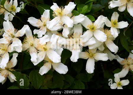 The white four petalled flowers of the clematis montana grandiflora climbing plant in full bloom. Stock Photo