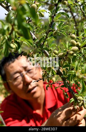 (200601) -- SHENMU, June 1, 2020 (Xinhua) -- Zhang Yinglong checks the growth of plants at Gechougou Village, Shenmu County of northwest China's Shaanxi Province, May 27, 2020. In 2003, Zhang Yinglong resigned his work and returned to his hometown Shenmu County, which located in an isolated desert. He contracted a land of 192,000 Mu (about 12,800 hectares) and made up his mind to plant trees and control sands here. Over the 17 years, Zhang has contracted accumulated 428,000 Mu (about 28,533 hectares) of lands and developed ecological planting and livestock raising industries that can lead the Stock Photo