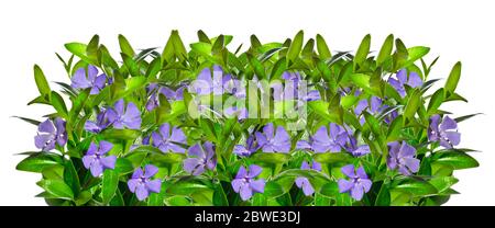 Periwinkle flowers isolated on white background Stock Photo