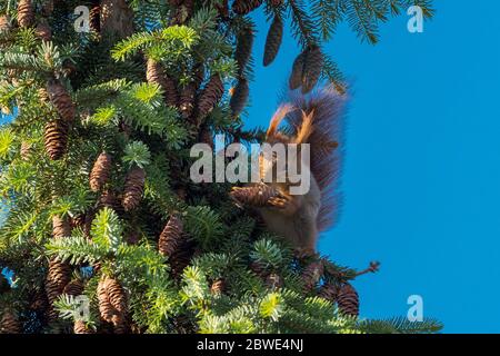 Portrait of one brown european squirrel sitting on branch of pine tree holding fir cone Stock Photo