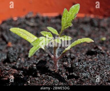 Tomato Seedling (Variety - the Amateur) Stock Photo