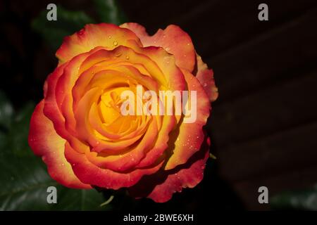 Tequila Sunrise in full flower a beautiful tea rose bush hybrid. Stock Photo