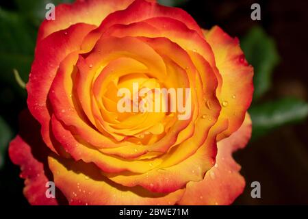 Tequila Sunrise rose is Hybrid Tea Rose and is in full bloom from May in springtime. Stock Photo