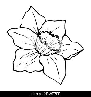 Top 37 Daffodil Tattoo Ideas  2021 Inspiration Guide