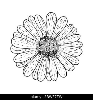 Chrysanthemum flower top view, black outline isolated on white background, stock vector illustration for design and decoration, tattoo, print, logo, c Stock Vector