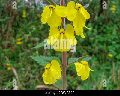 An elephant flower (Rhynchocorys elephas) is a wild yellow flower, That flowers grow in northern Iran early in the spring. Gilan. This flower is like Stock Photo
