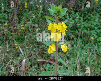 An elephant flower (Rhynchocorys elephas) is a wild yellow flower, That flowers grow in northern Iran early in the spring. Gilan. This flower is like Stock Photo