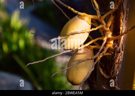Young yellow coconut still hanging on the palm tree. Yellow coconut or ivory coconut is used as ceremonial material in Bali. Stock Photo