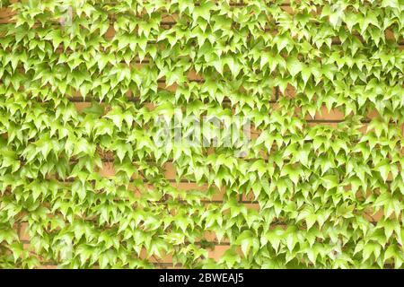 Common grape vine on wooden wall. High resolution photo. Full depth of field. Stock Photo