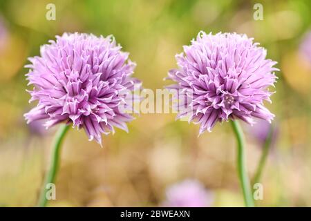 Siberian onion (Decorative onion). Blossom allium on garden background. High resolution photo. Full depth of field. Stock Photo