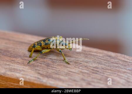 An  oak pliers (Rhagium sycophanta) sits on a brown wooden bench and enjoys the shade in summer Stock Photo