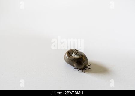 Close up of tick isolated on white background. Ixodes ricinus. Stock Photo