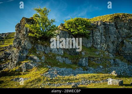 Trees growing on the face of an abandoned limestone quarry on the Black Mountain in the Brecon Beacons. Stock Photo