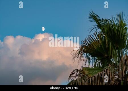 Distant moon on blue evening cloudy sky with coconut palm leaves at the foreground. Stock Photo