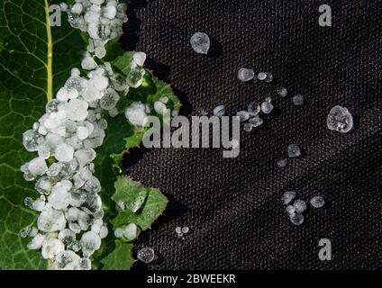 Horizontal background with close-up of green natural plant leaf covered by group of small white and semi transparent hailstones melting in sunshine on Stock Photo