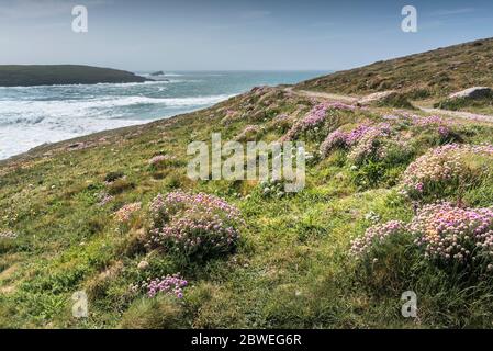 Armeria maritima Sea thrift growing on Pentire Point East in Newquay in Cornwall. Stock Photo