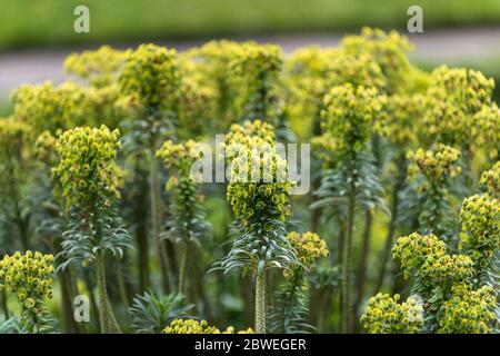 Euphorbia characias subsp. Wulfenii. Stock Photo