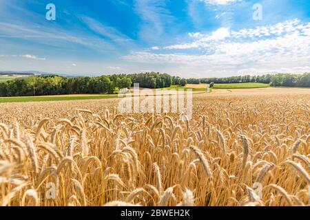 Wheat field at sunset, soft sunlight over agriculture landscape. Mountain field view with trees in rural countryside Stock Photo