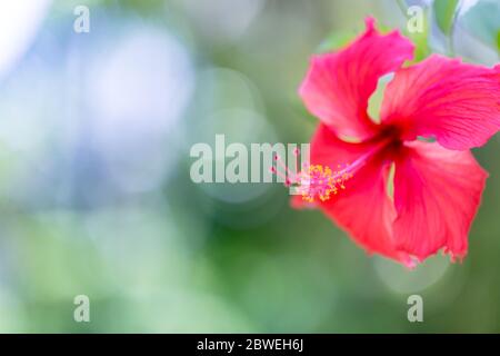 Red hibiscus flower on a blurred green background. In the tropical garden. Stock Photo