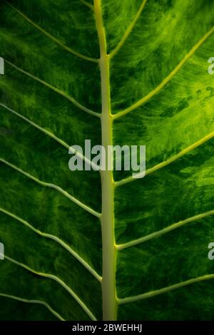 Big fresh green leaf as background. Bali, Indonesia. Nature concept. Stock Photo