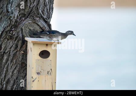 Hen wood duck on a nesting box. Stock Photo