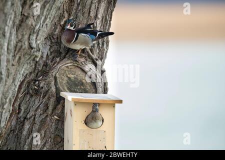 Drake wood duck perched above a hen in a nesting box. Stock Photo