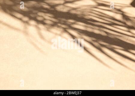 Tropical palm leaves shadows on beige wall textured background. Summer trendy concept. Stock Photo