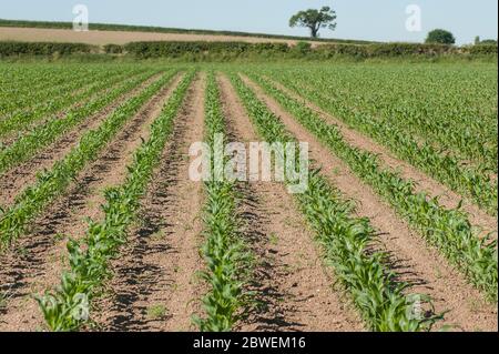 field of maize Stock Photo