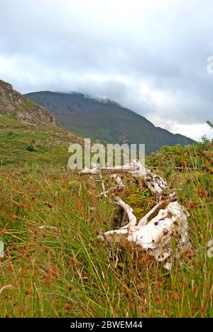 Old and overgrown wood on a lawn in Ireland Stock Photo