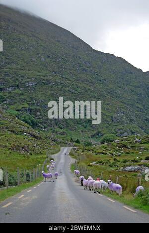 Marked sheeps on a road, Ireland Stock Photo