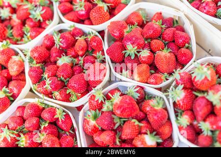 Lots of baskets with fresh strawberries for sale at farmers market closeup Stock Photo