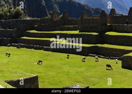 Llamas Grazing at Ancient Ruins of Inca City in Machu Picchu, Peru Stock Photo