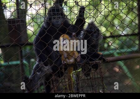 A Javan Langur (Trachypithecus auratus sondacius), was born last week, with their family in a cage at the Zoo in Bandung, West Java, Indonesia, June 01, 2020. (Photo by Asep Solihin / INA Photo Agency / Sipa USA) Stock Photo