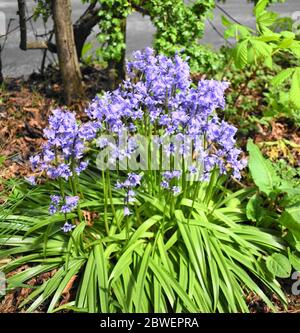 Bluebells in bright sunlight in May Stock Photo