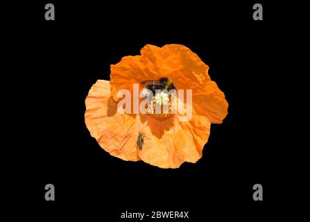 Poppy with bumble bee Stock Photo