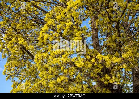 Acer platanoides, Norway maple flowers, Finland Stock Photo