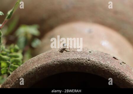 Little jumping spider sitting on a vase Stock Photo