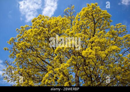 Acer platanoides, Norway maple flowers, Finland Stock Photo