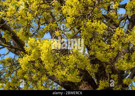 Acer platanoides, Norway maple flowers, Finland Stock Photo