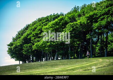 Brighton UK, 31st May 2020: Walking at Chanctonbury Ring in West Sussex during the fabulous May weather. Stock Photo