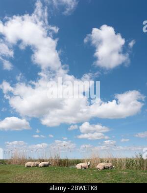 sheep lie on grassy dike north of amsterdam under cloudscape with white clouds in blue sky Stock Photo