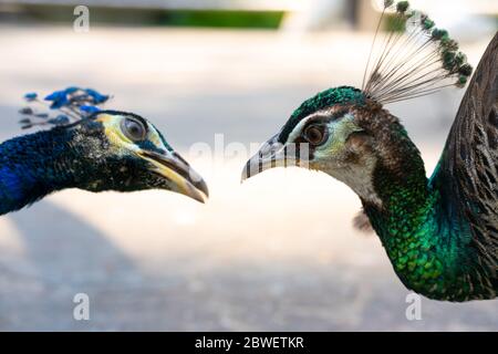 Close-up, a pair of peacocks male and female. Look at each other. Stock Photo