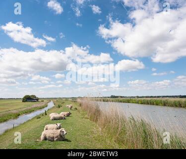 sheep lie on grassy dike north of amsterdam under cloudscape with white clouds in blue sky Stock Photo