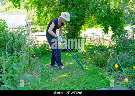 Older woman wearing gardening hat and gloves working in the garden with long handle shears trimming the grass edge of flower bed Wales UK KATHY DEWITT Stock Photo
