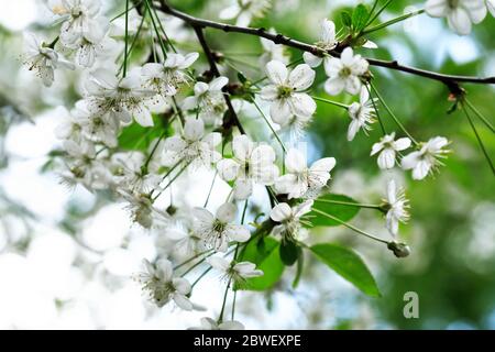 Nice white cherry flowers blossom in springtime Stock Photo