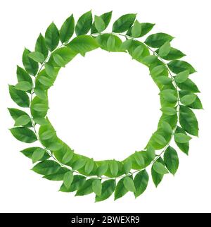 Ecology concept. Nice wreath made from freshness green leaves Stock Photo