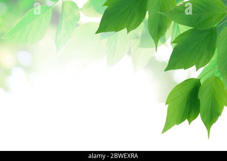 Ecology concept. Nice background made from freshness green leaves Stock Photo