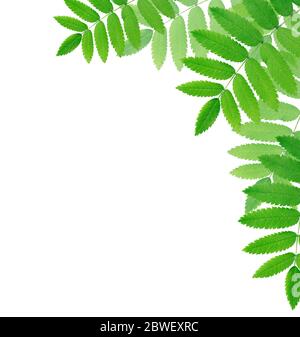 Ecology concept. Nice background made from freshness green leaves Stock Photo