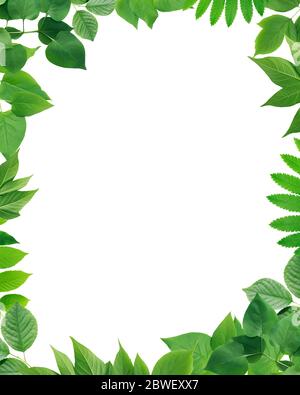 Ecology concept. Nice picture frame made from green leaves Stock Photo